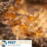 Termite Inspections Brisbane image 3